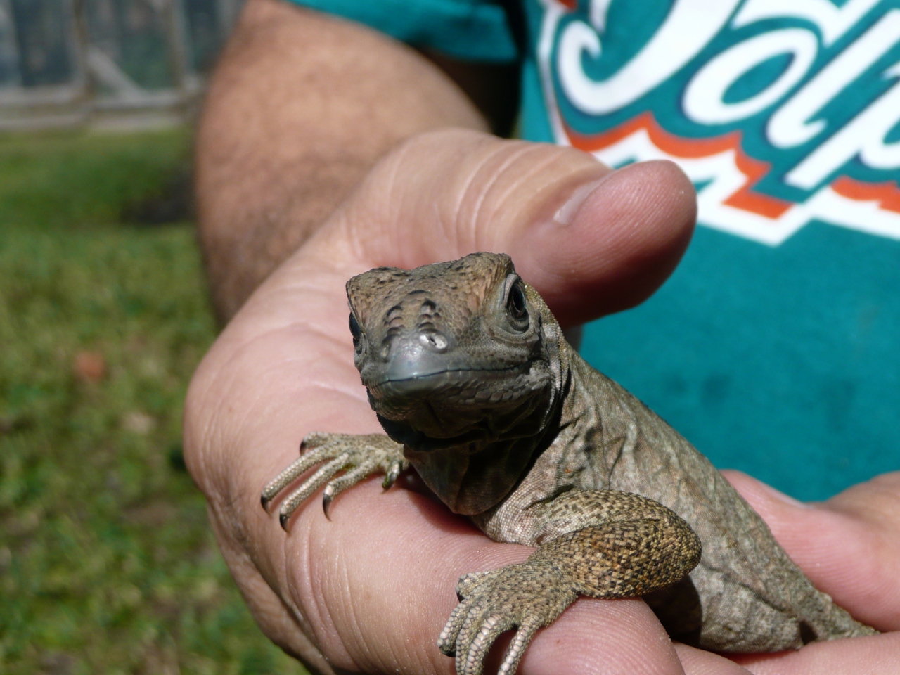 Rhinoceros Iguana or Geochelone Gigantea