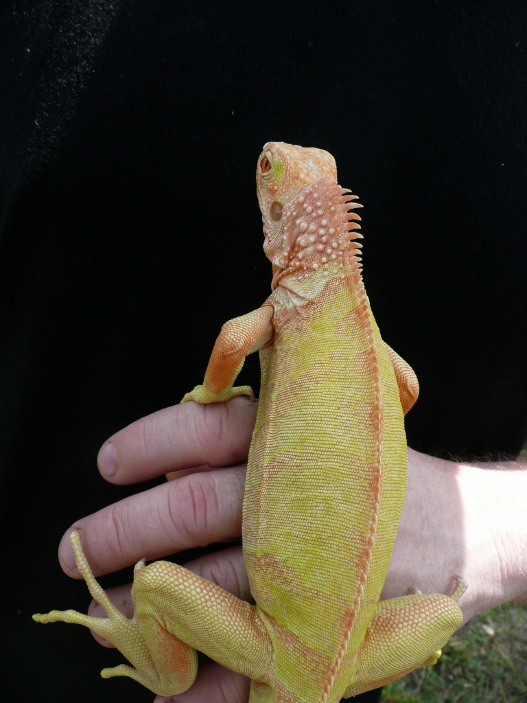 Albino T Neg Iguana