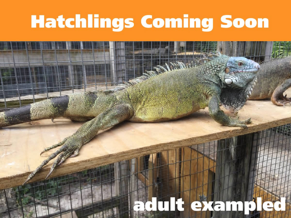 10139/Blue-Head-Iguana-Male-Hatchling-Example.jpg