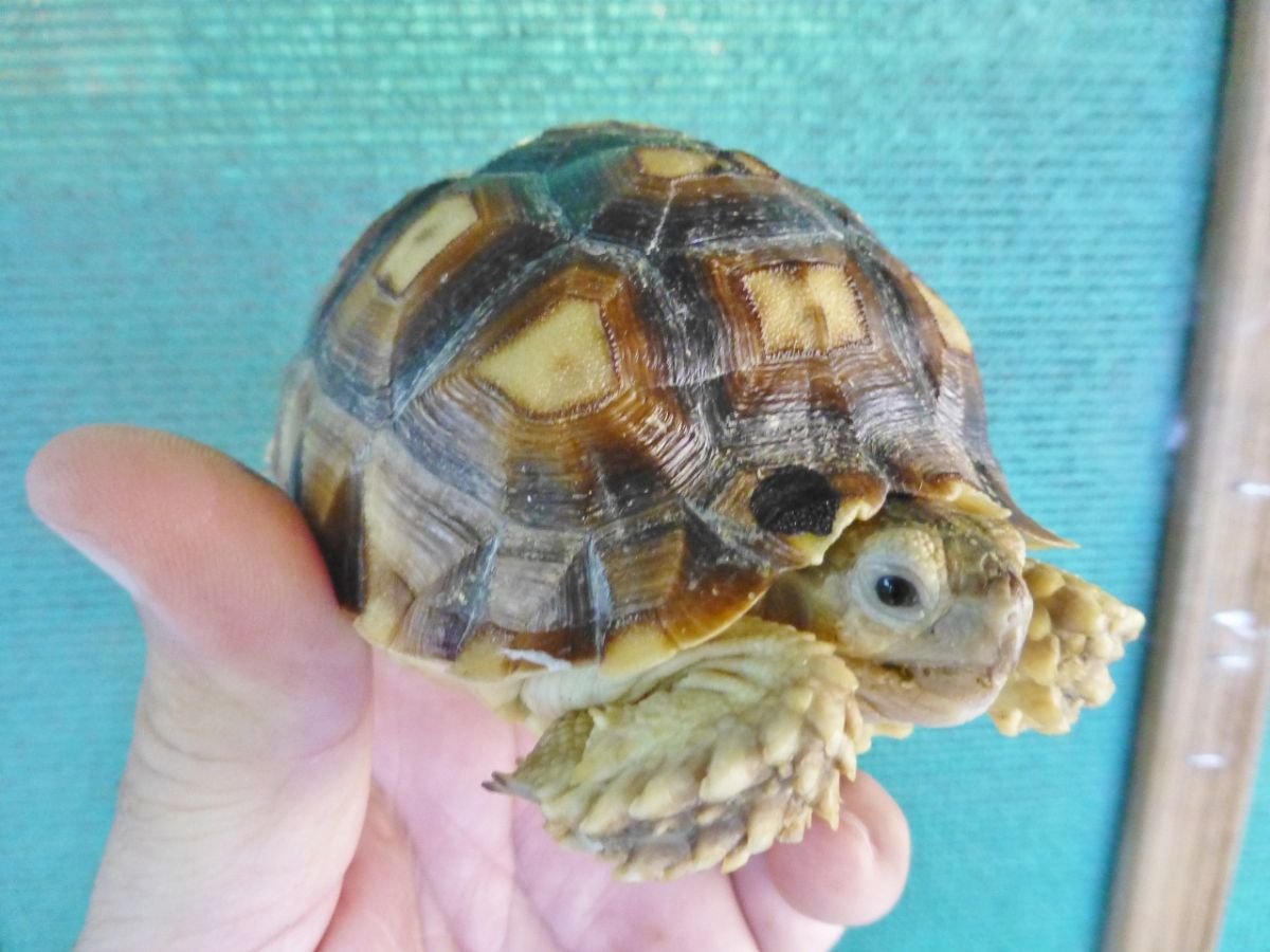 10215/Albino-Ivory-Sulcata-Female-4inchesb.jpg