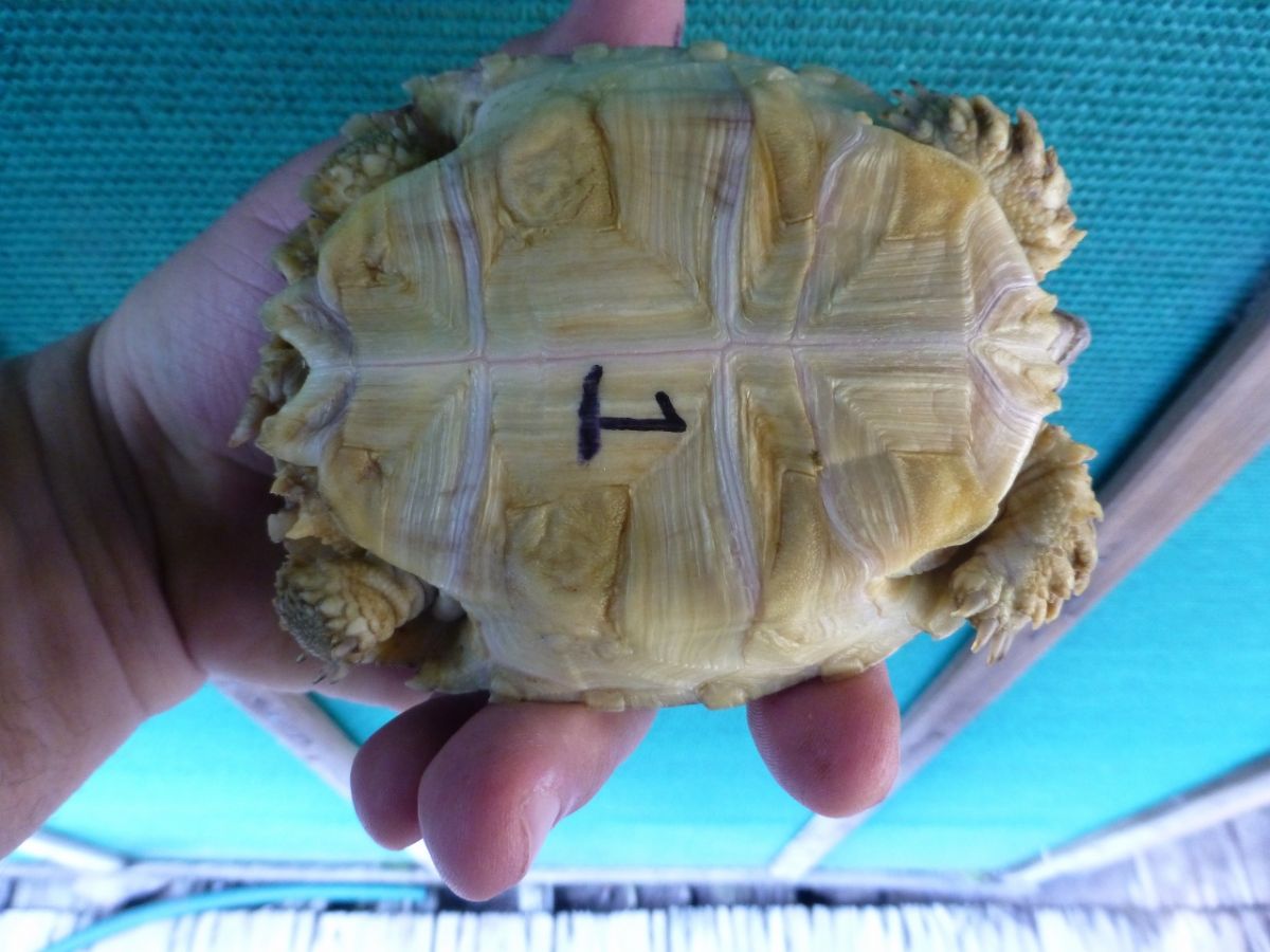 Albino-Ivory-Sulcata-Female-4inches.jpg