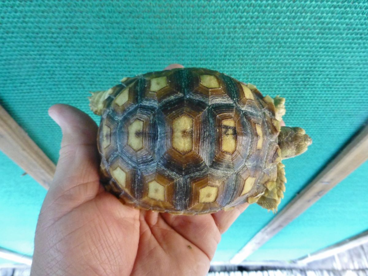 Albino-Ivory-Sulcata-Female-4inchesc.jpg