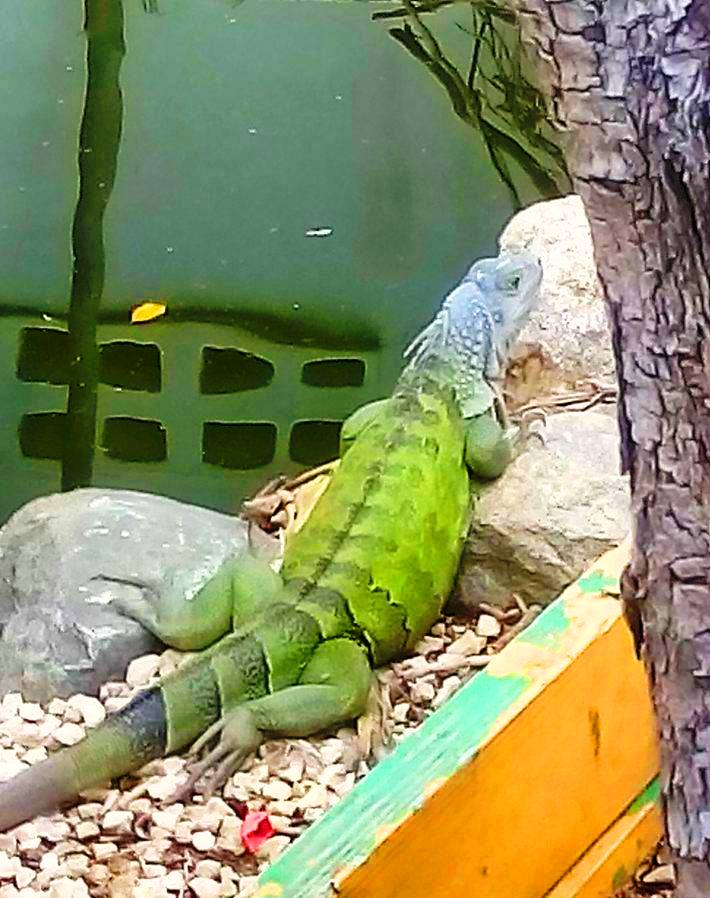 Iguanas/Green-Color-Morphs/St-Maarten/Blue-Head-Iguana-Adult.jpg