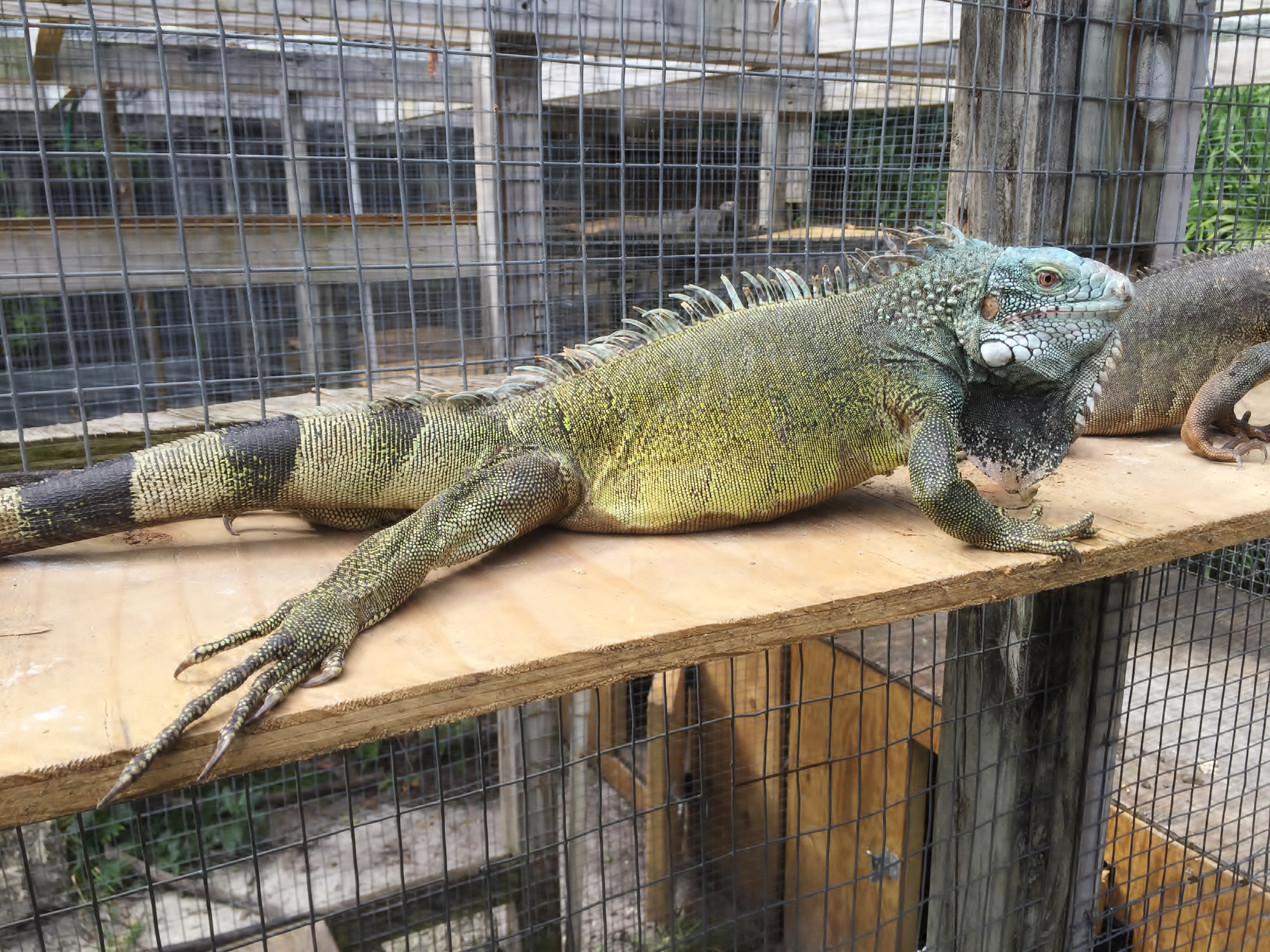 Iguanas/Green-Color-Morphs/St-Maarten/Blue-Head-Iguana-Male.JPG