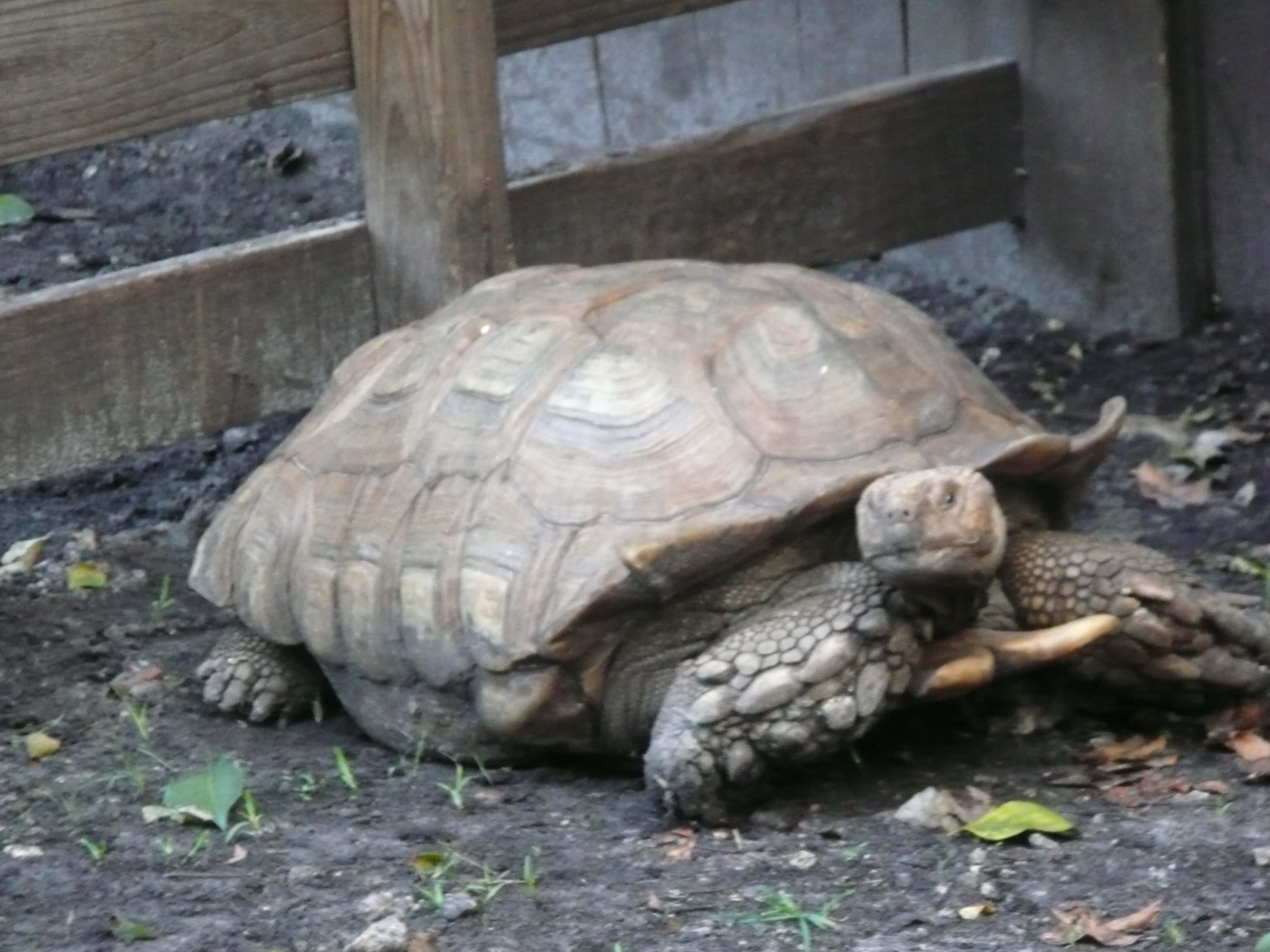 /Tortoises/African-Spur