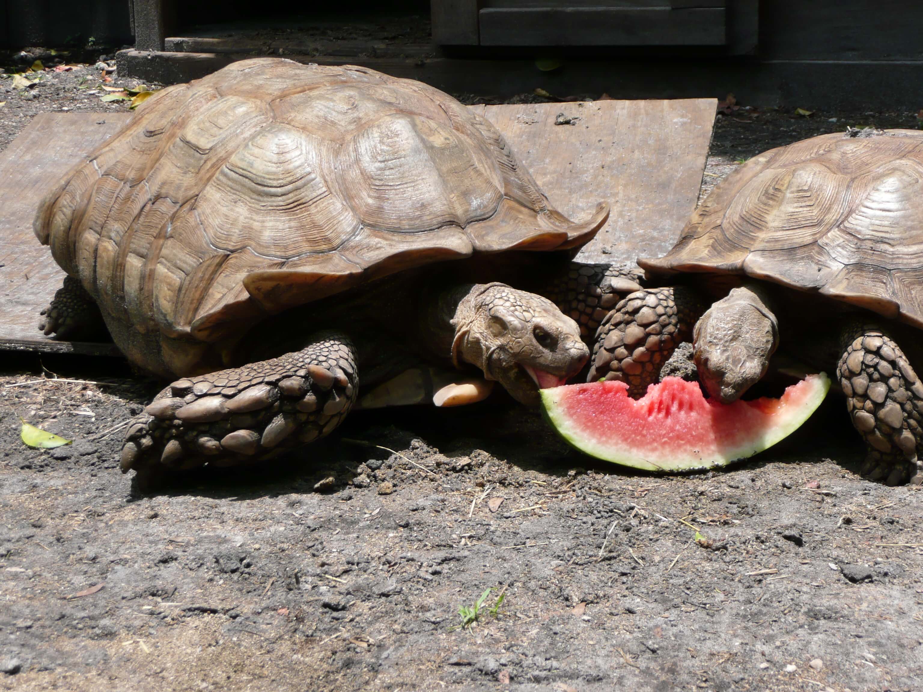 /Tortoises/African-Spur