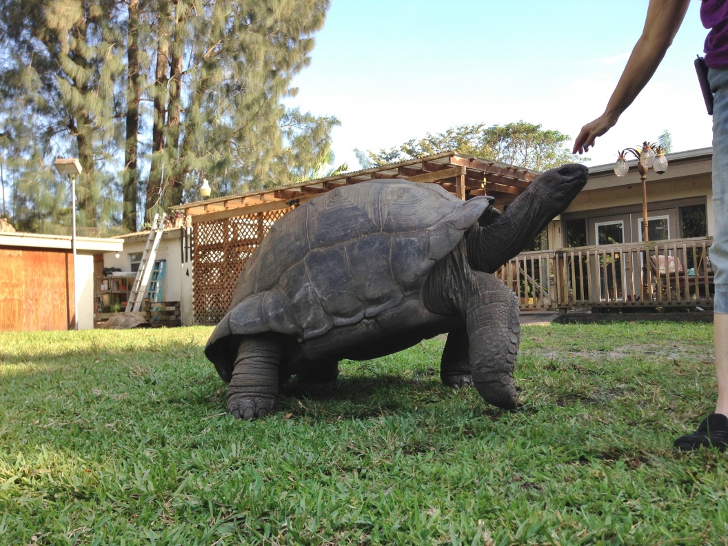 Florida Iguana & Tortoise Breeders