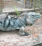 Cyclura