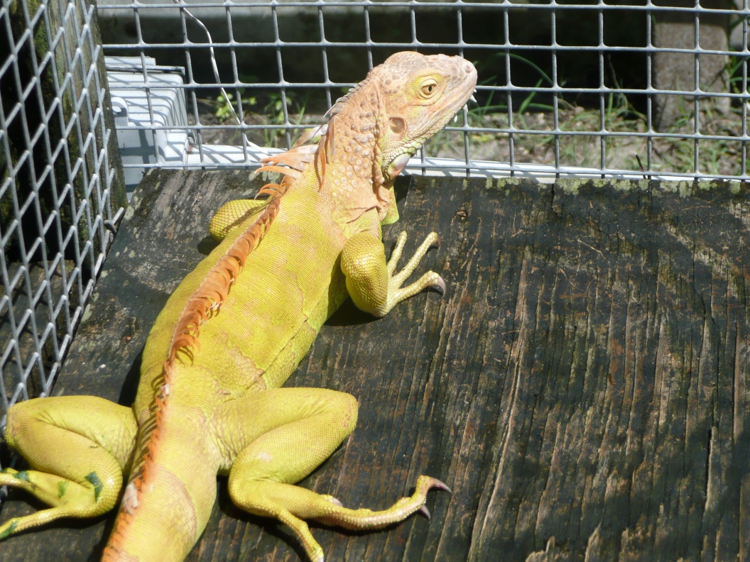 /Iguanas/Green-Color-Morphs/Hypomalanistic-Iguana-Hatchling/Male%20Albino%20D.jpg