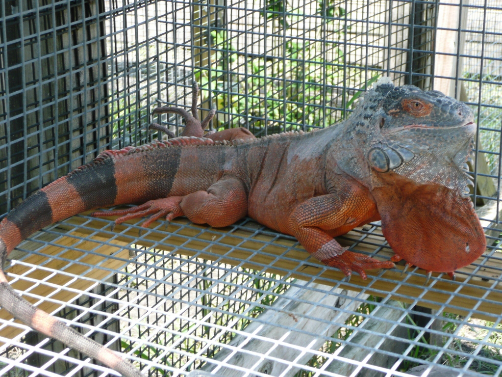 full grown iguana