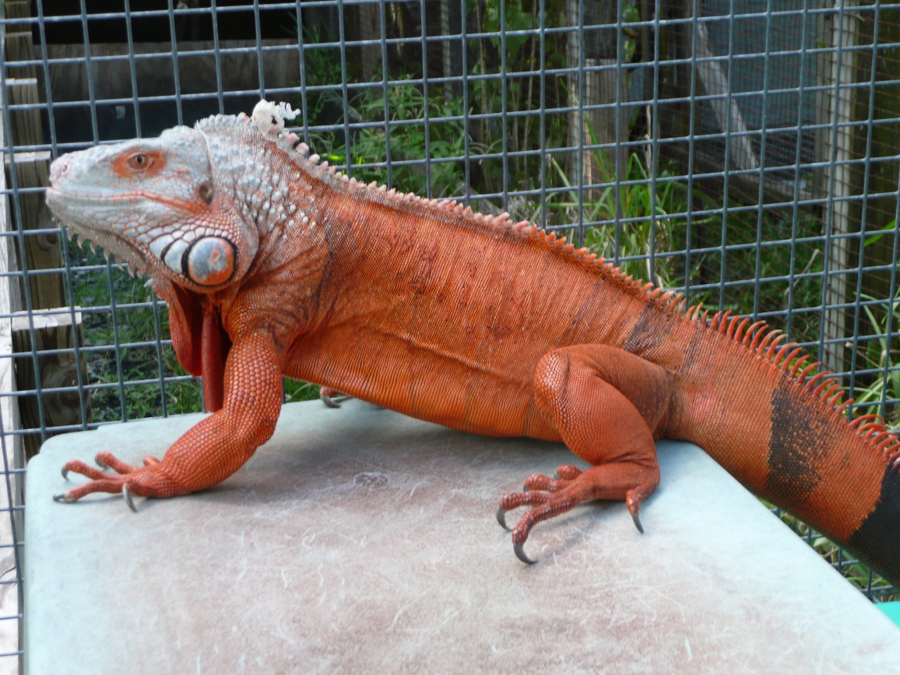 red iguana full grown