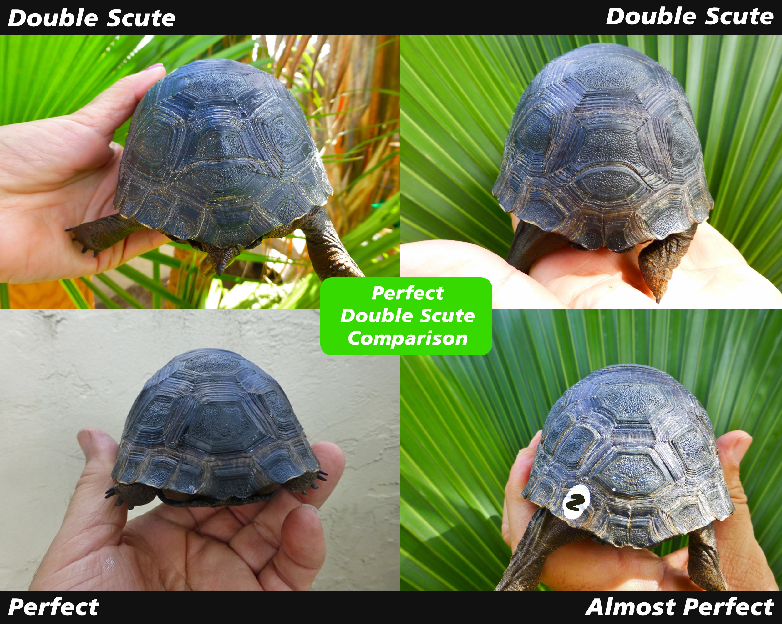 Articles - Florida Iguana & Tortoise Breeders