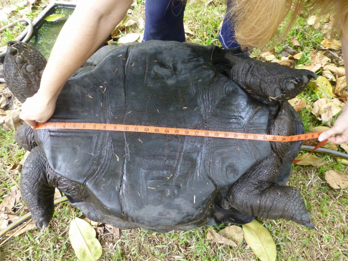 Male-Aldabra-29-inches-Bottom-J.jpg