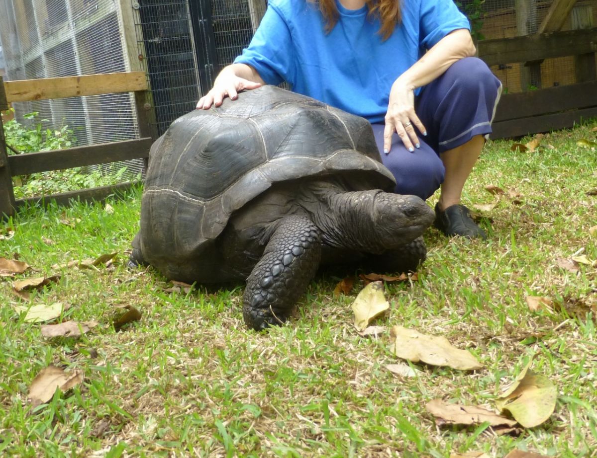 Male-Aldabra-29-inches-C.jpg