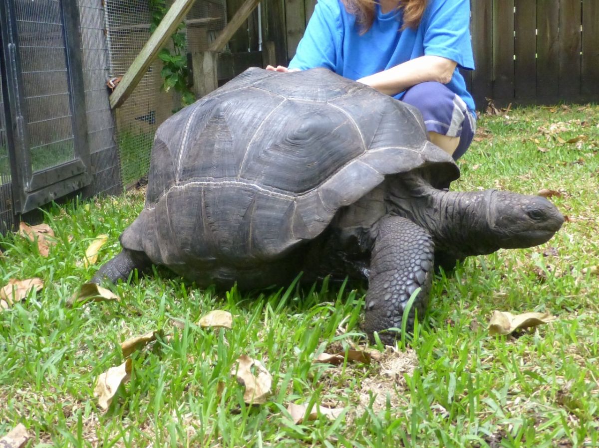 Male-Aldabra-29-inchs-A.jpg