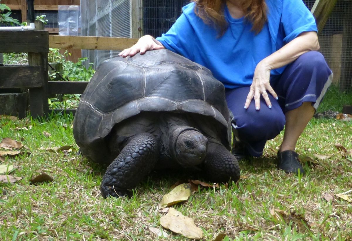 Male-Aldabra-Face-29-inches-A.jpg