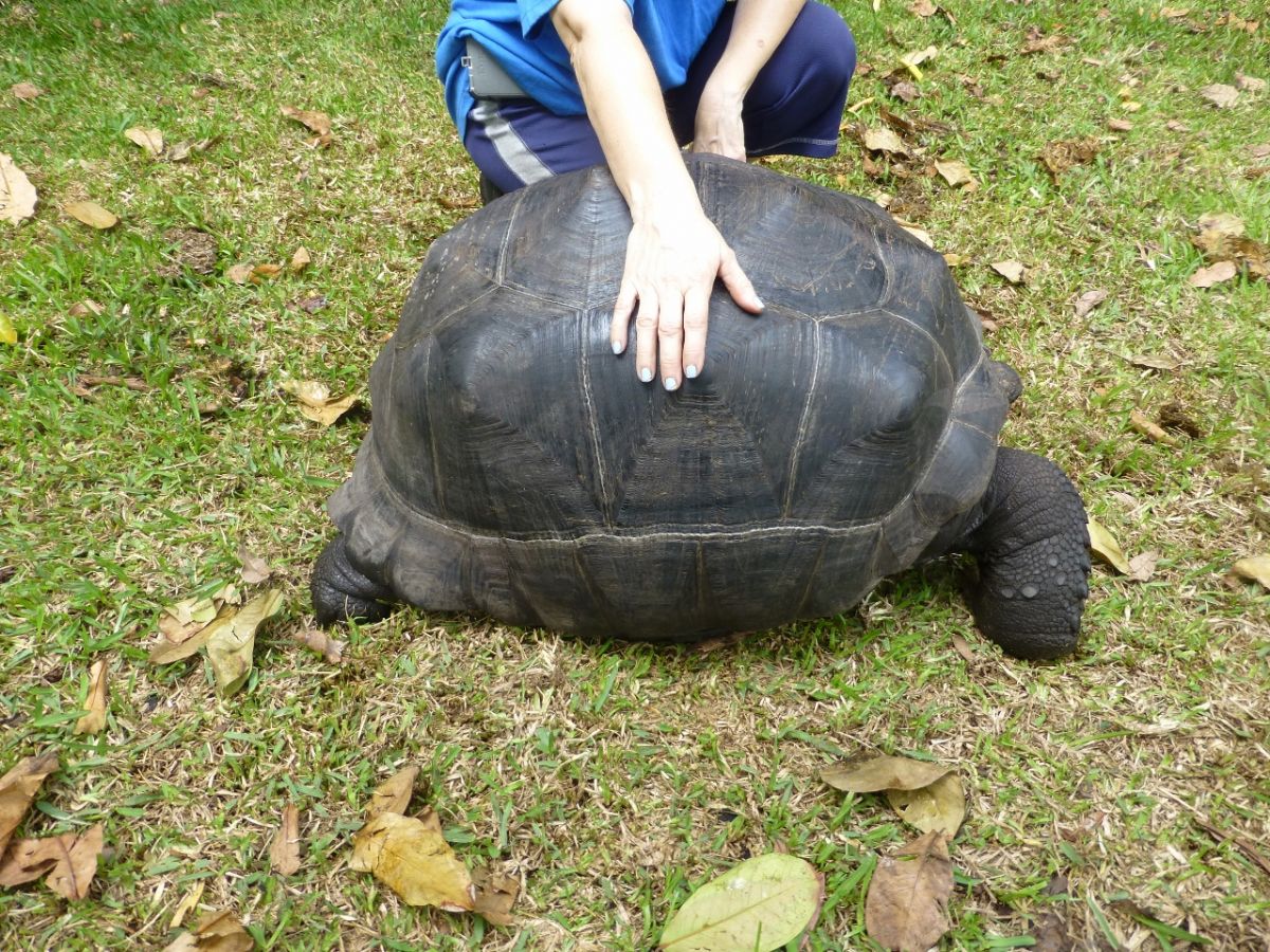 Male-Aldabra-Side.jpg