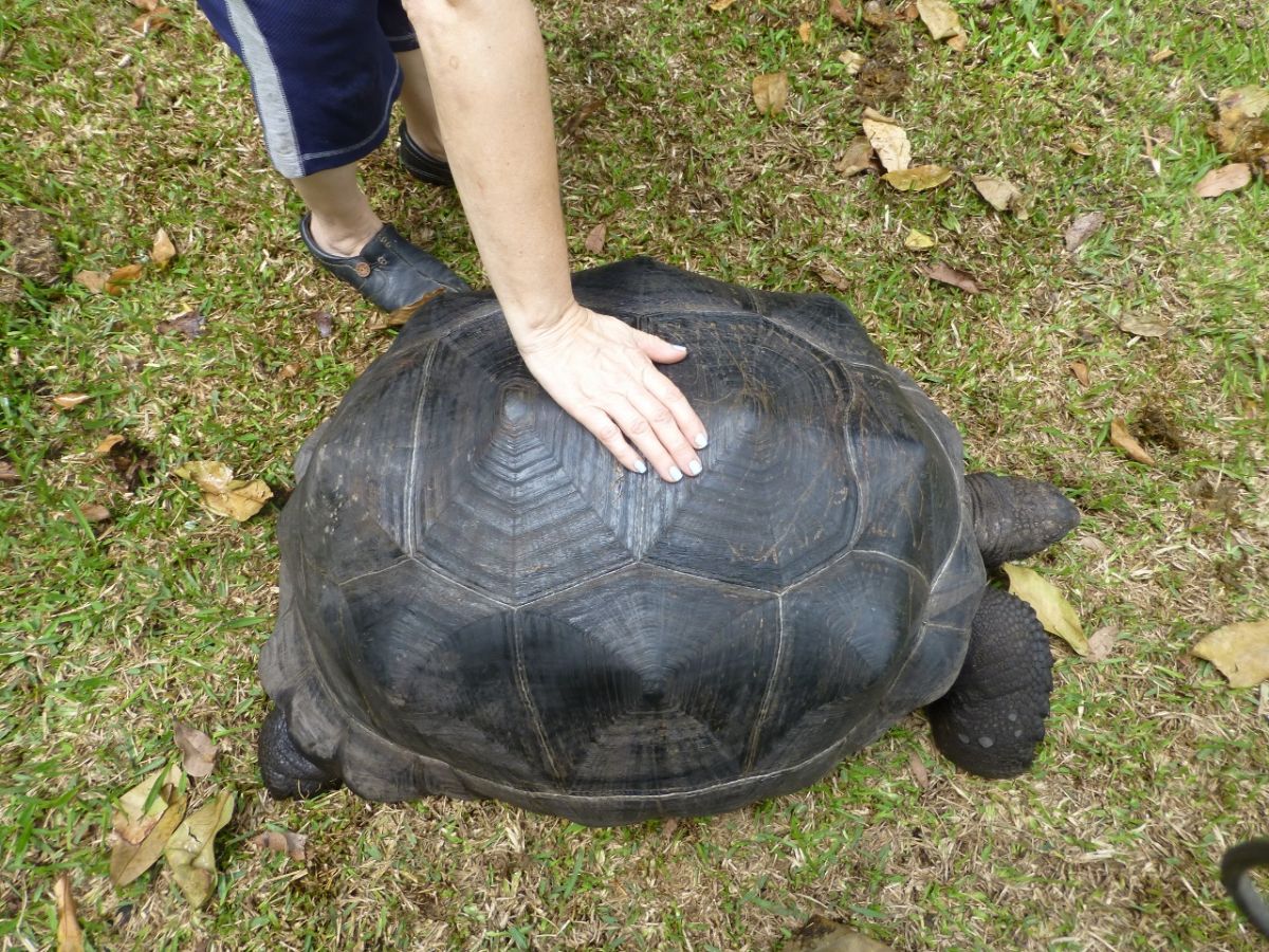 Male-Aldabra-Top-A.jpg