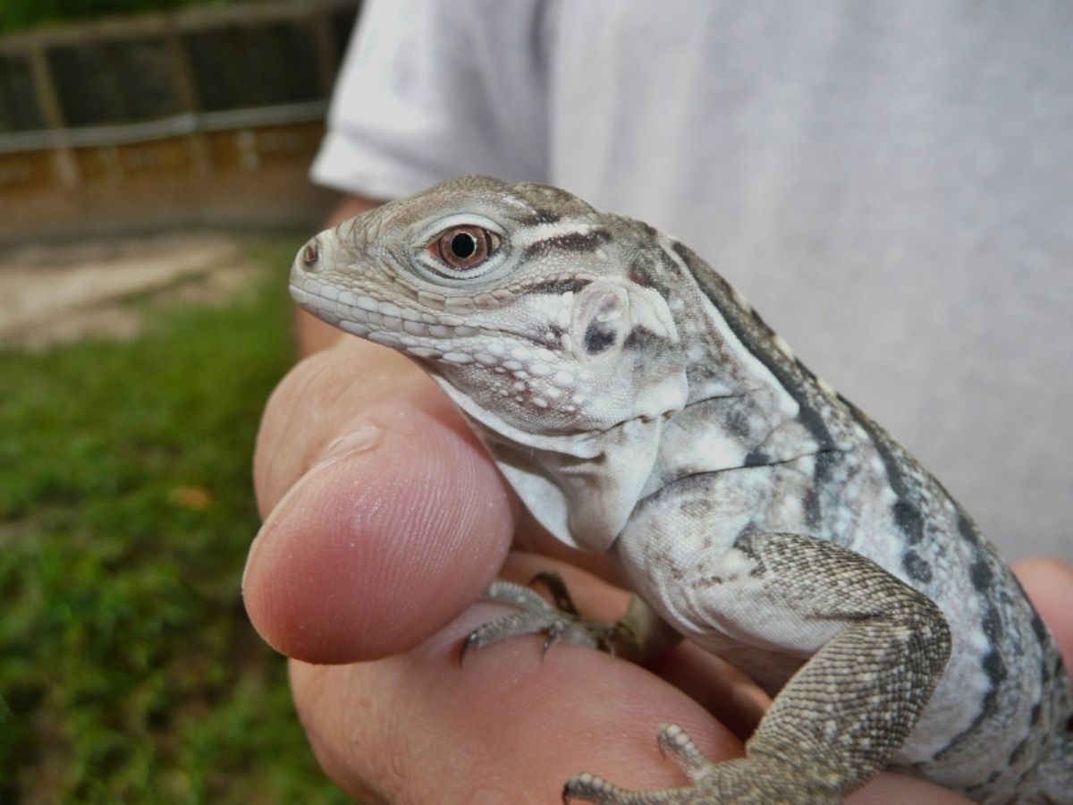 Florida Iguana & Tortoise Breeders