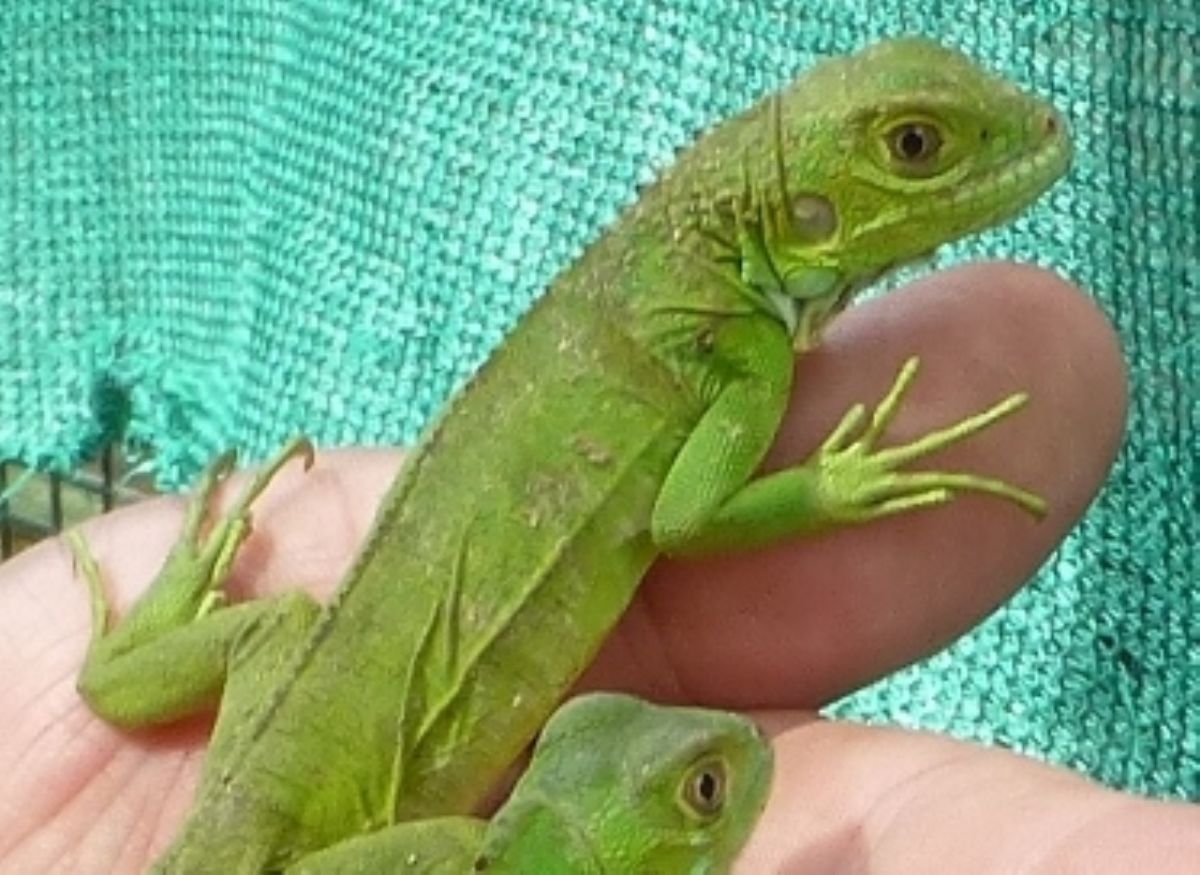 Florida Iguana & Tortoise Breeders