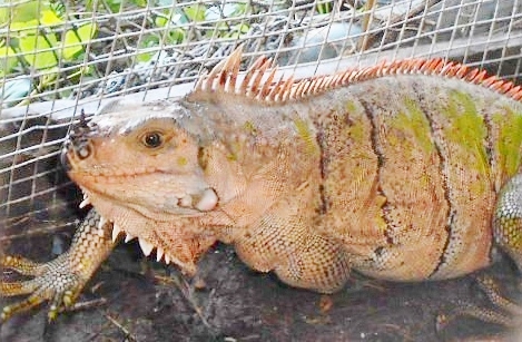 10044/Mayreau-Rainbow-Horned-Iguana-2.JPG