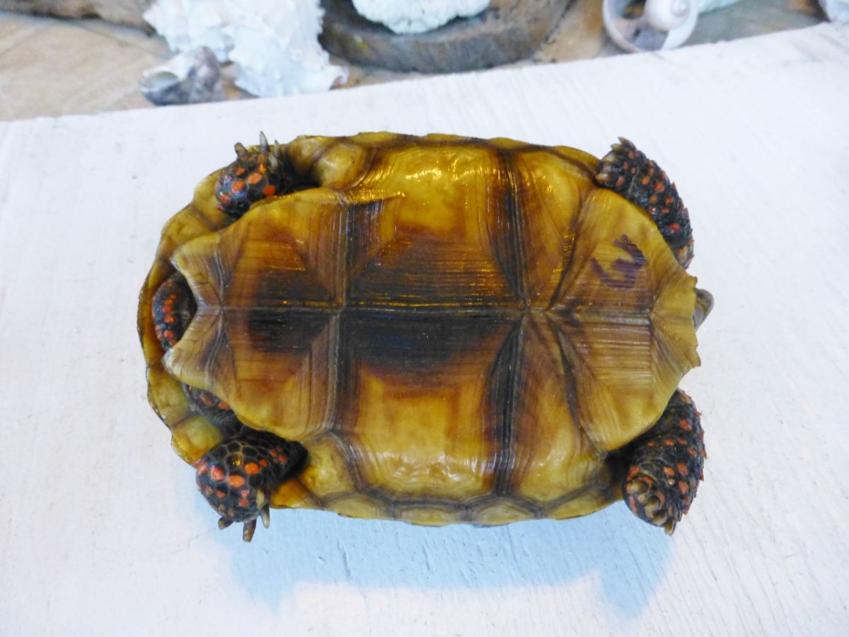 Red-Foot-Tortoises-3-Bottom.jpg