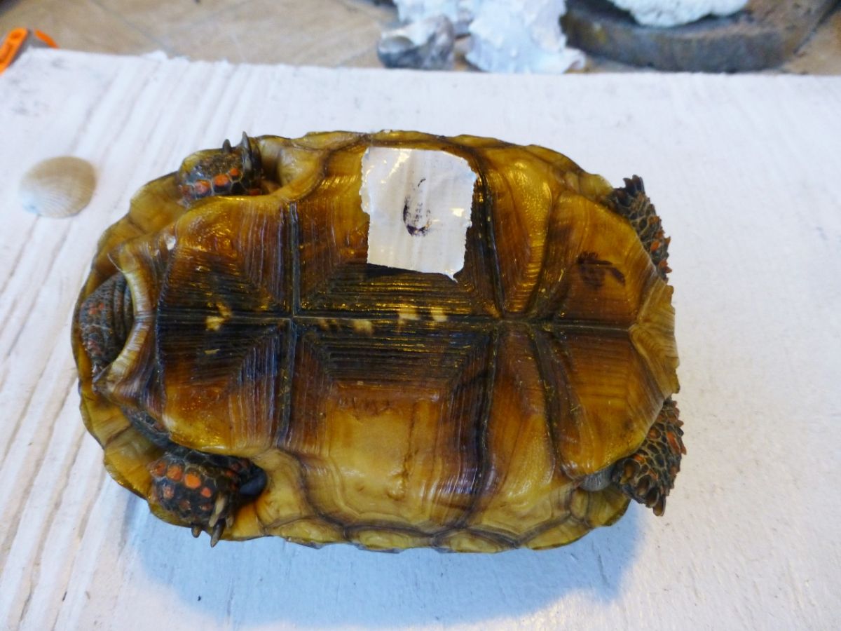 Red-Foot-Tortoises-6-Bottom.jpg