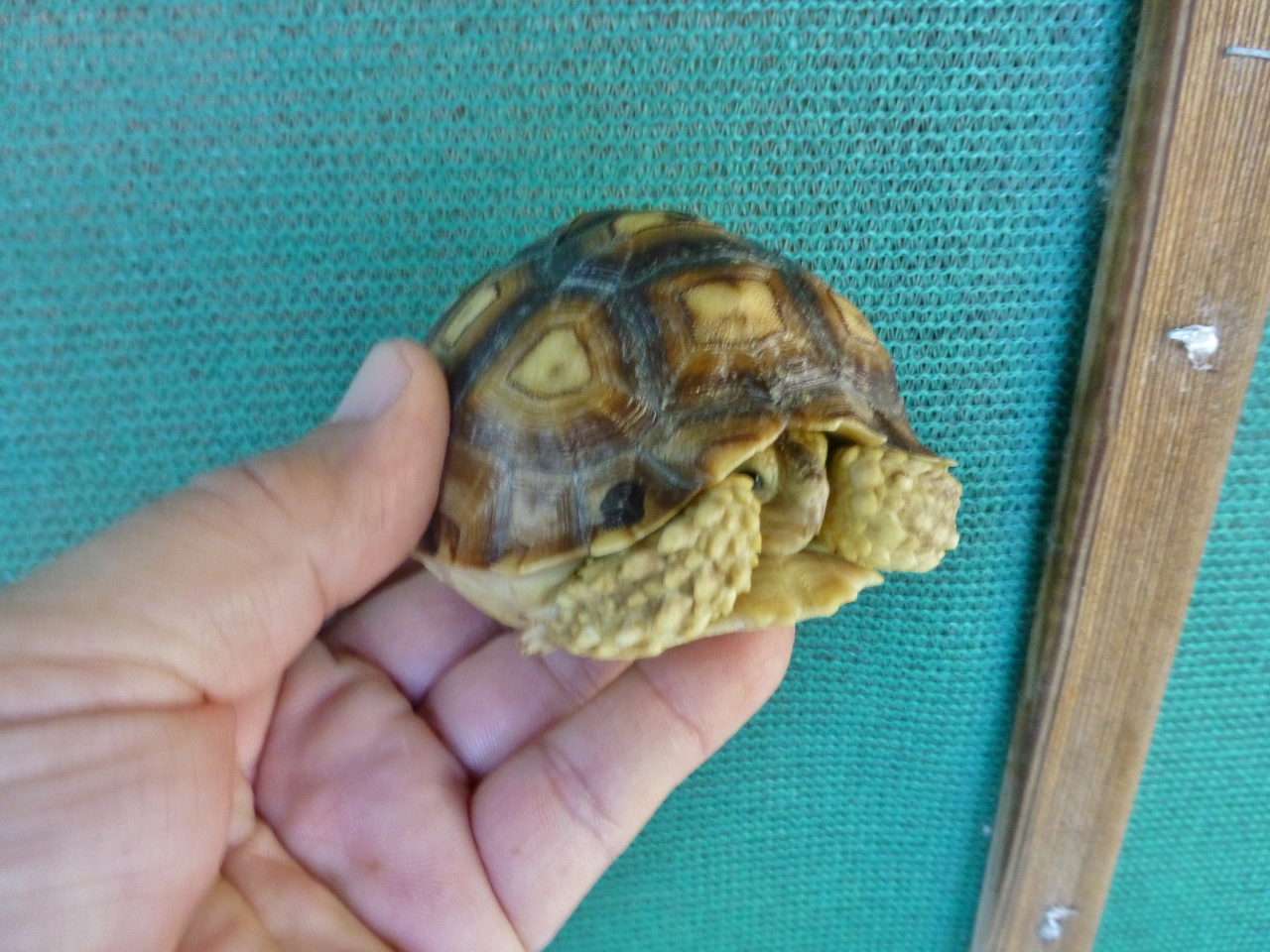 10141/2-Face-Albino-Ivory-Sulcata.jpg