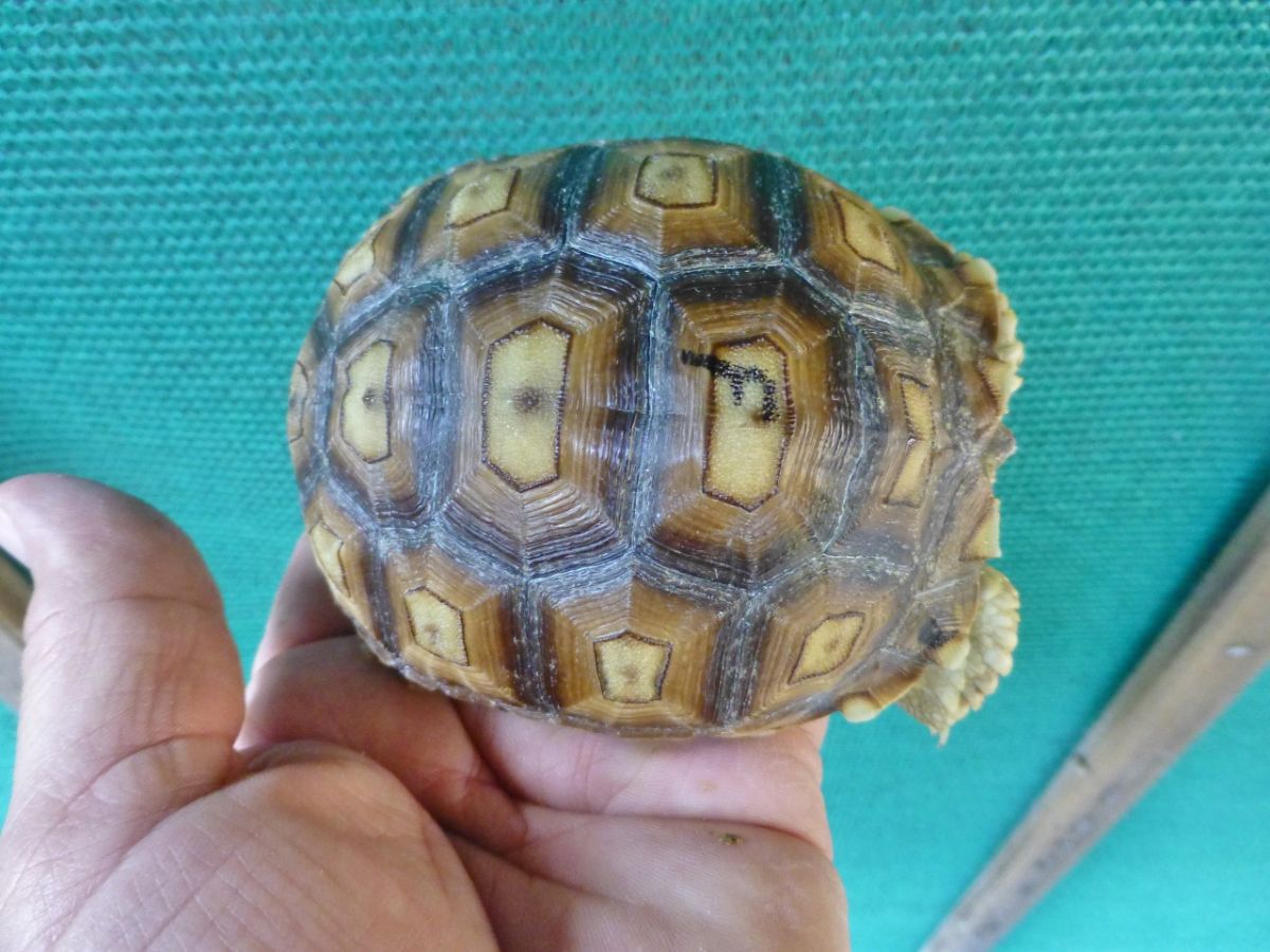 2-Top-Albino-Ivory-Sulcata.jpg