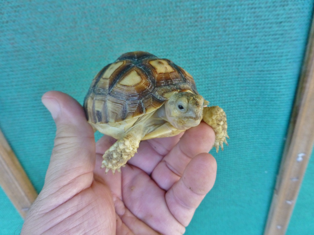 Florida Iguana & Tortoise Breeders