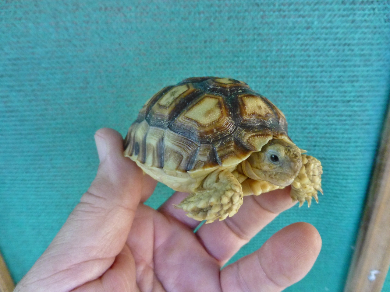 Florida Iguana & Tortoise Breeders