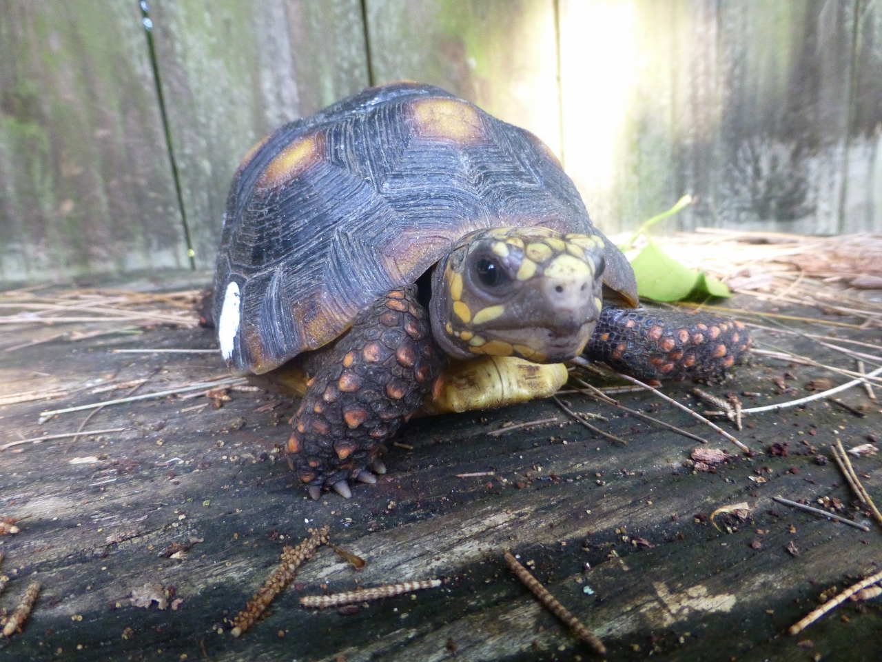 Florida Iguana & Tortoise Breeders