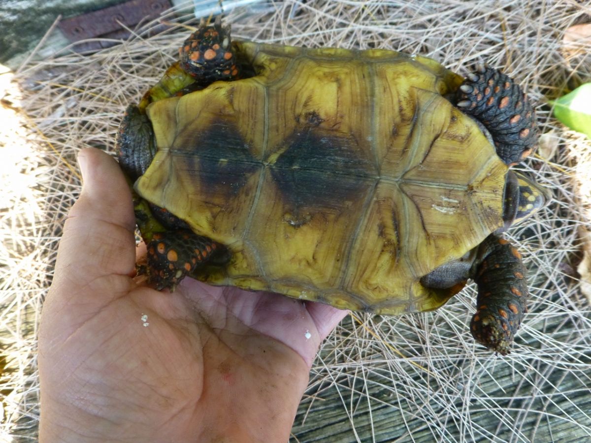 Florida Iguana & Tortoise Breeders