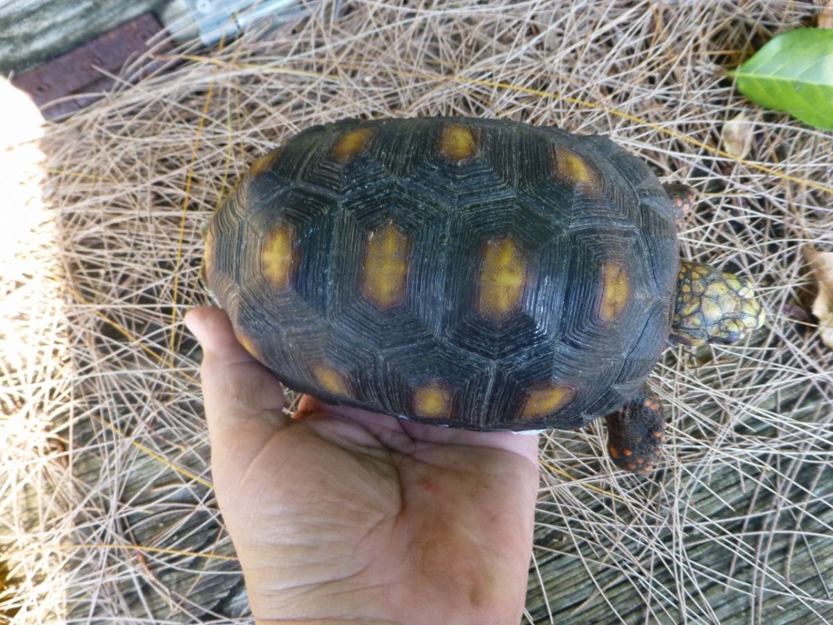 4-Red-Foot-Tortoise-Top.jpg