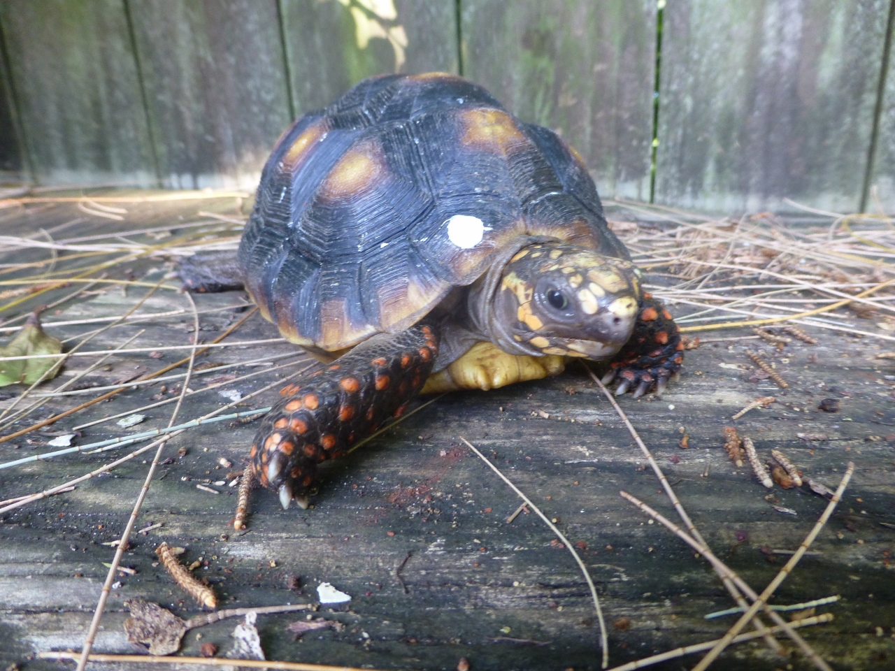 10188/1-Red-Foot-Tortoise-Face.jpg