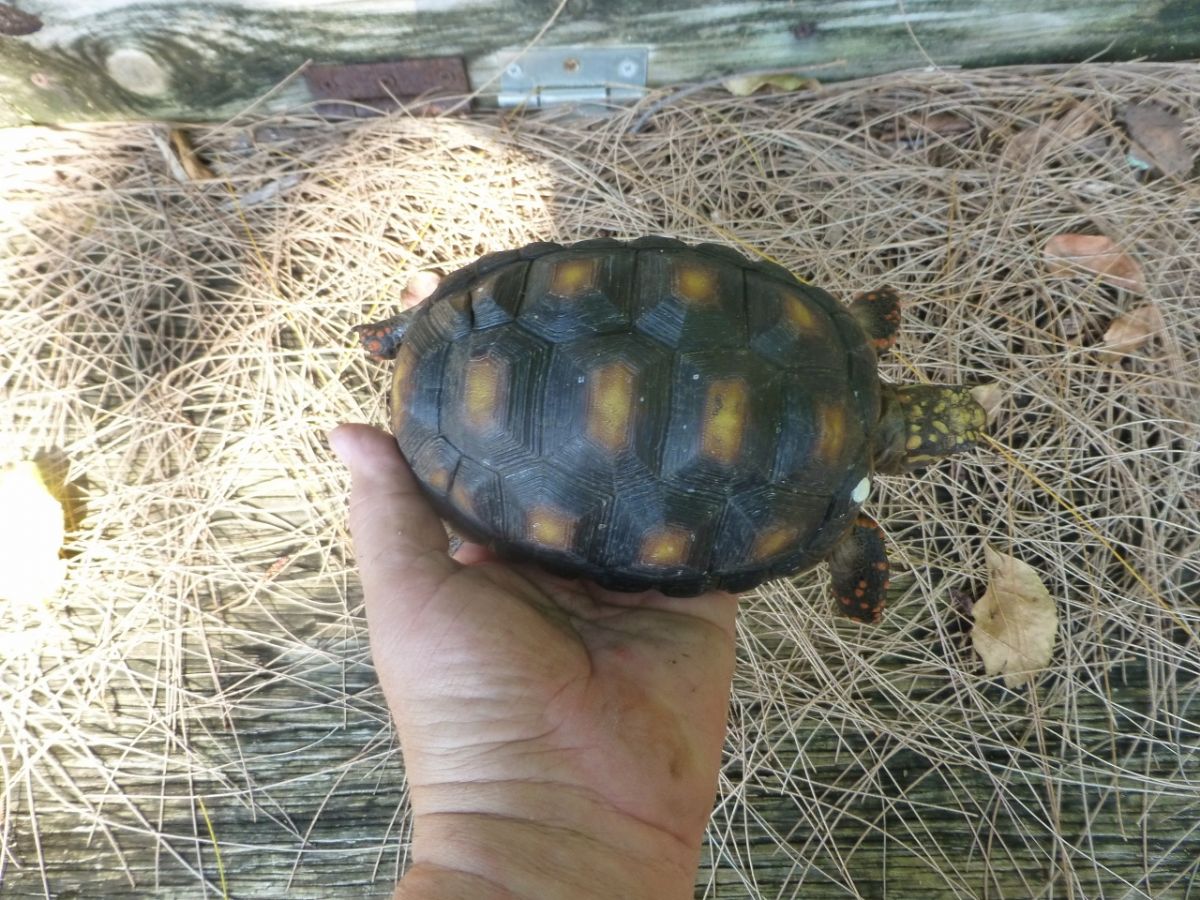 1-Red-Foot-Tortoise-Top.jpg