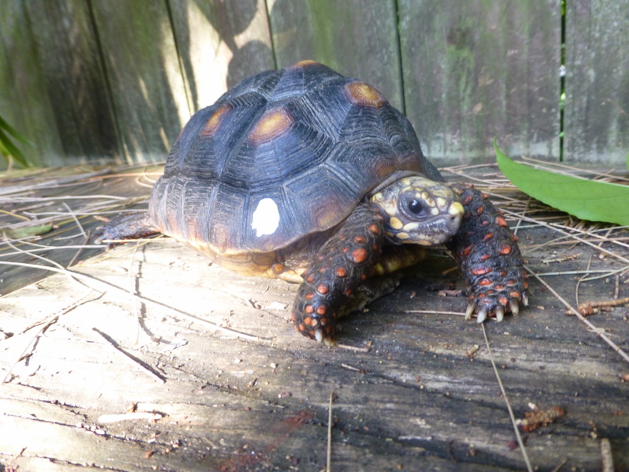 Florida Iguana & Tortoise Breeders