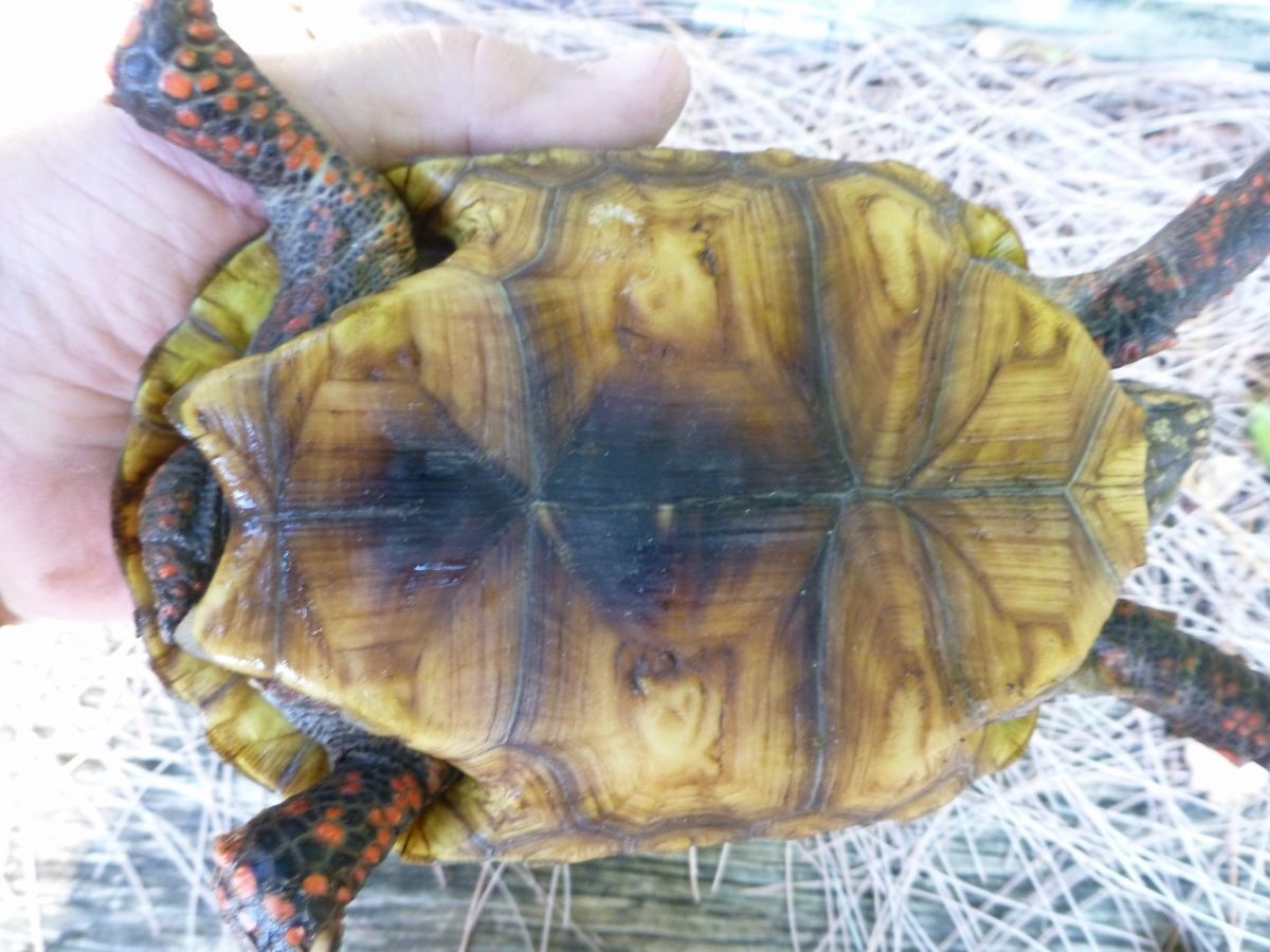 Florida Iguana & Tortoise Breeders