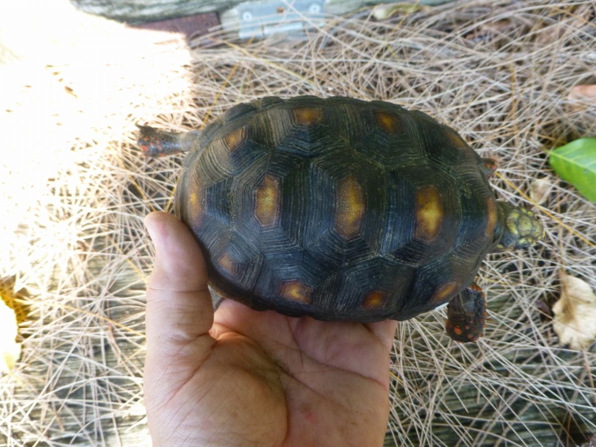 3-Red-Foot-Tortoise-Top.jpg