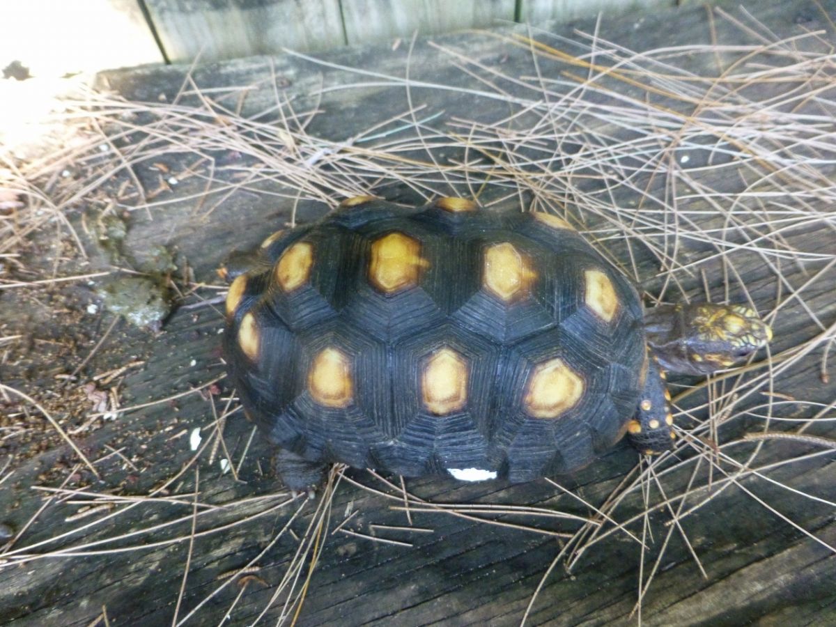 5-Red-Foot-Tortoise-Top.jpg