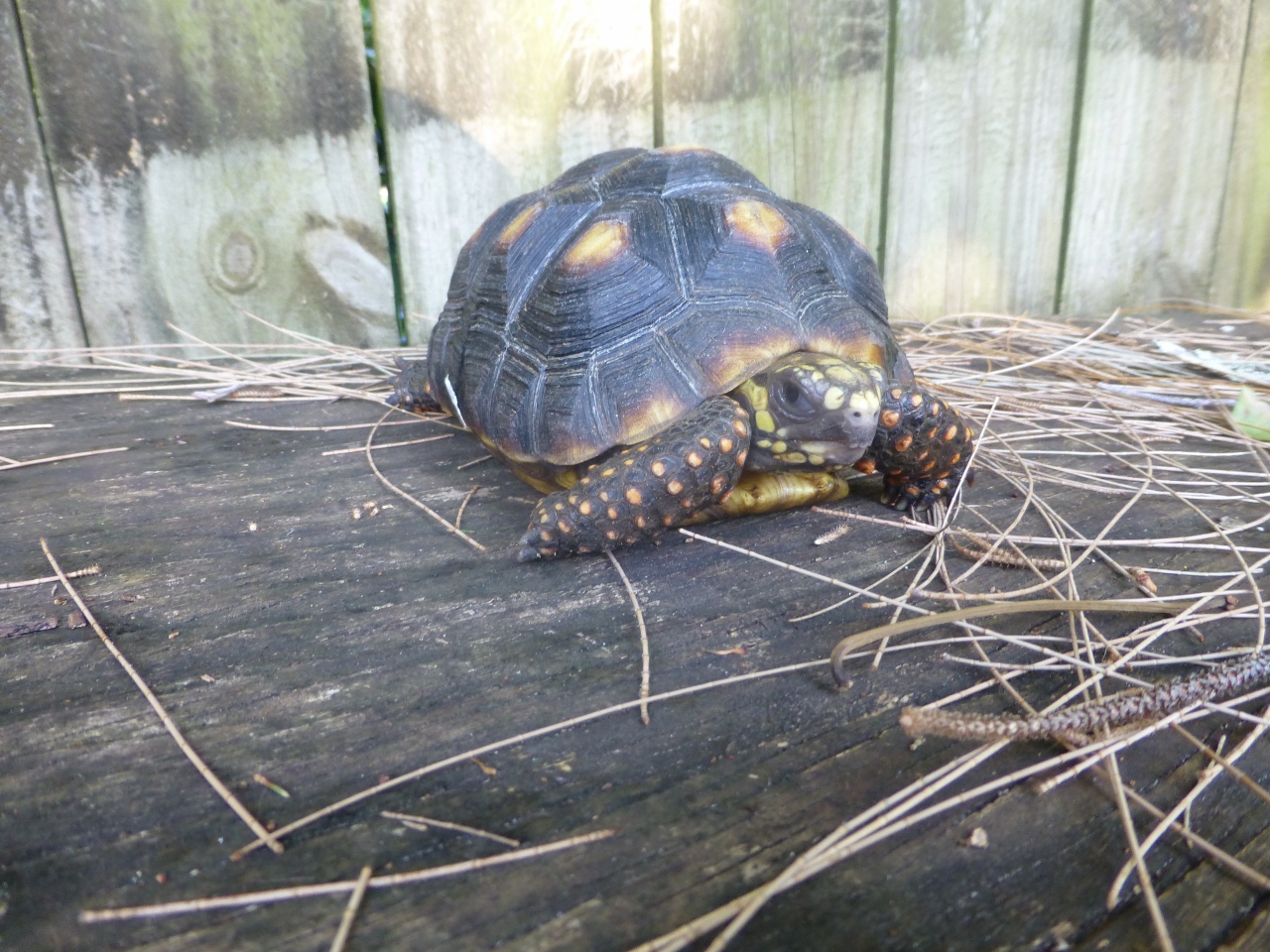 Florida Iguana & Tortoise Breeders