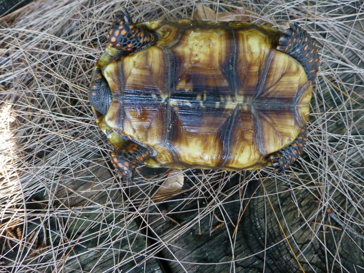 Florida Iguana & Tortoise Breeders