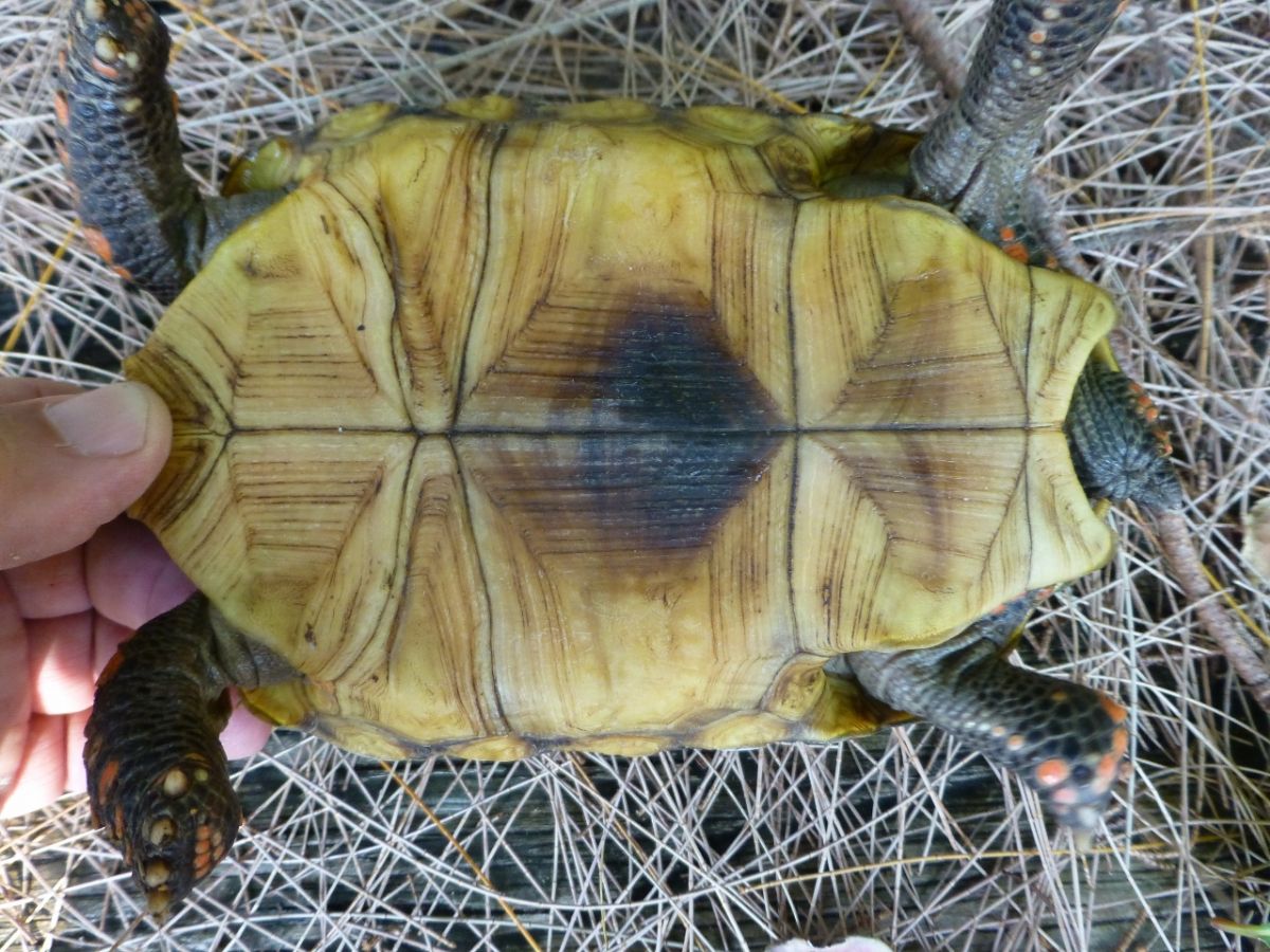 Florida Iguana & Tortoise Breeders