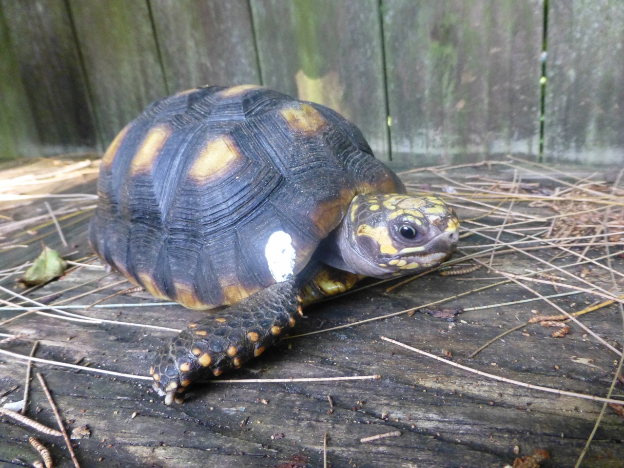 10193/2-Red-Foot-Tortoise-Face.jpg