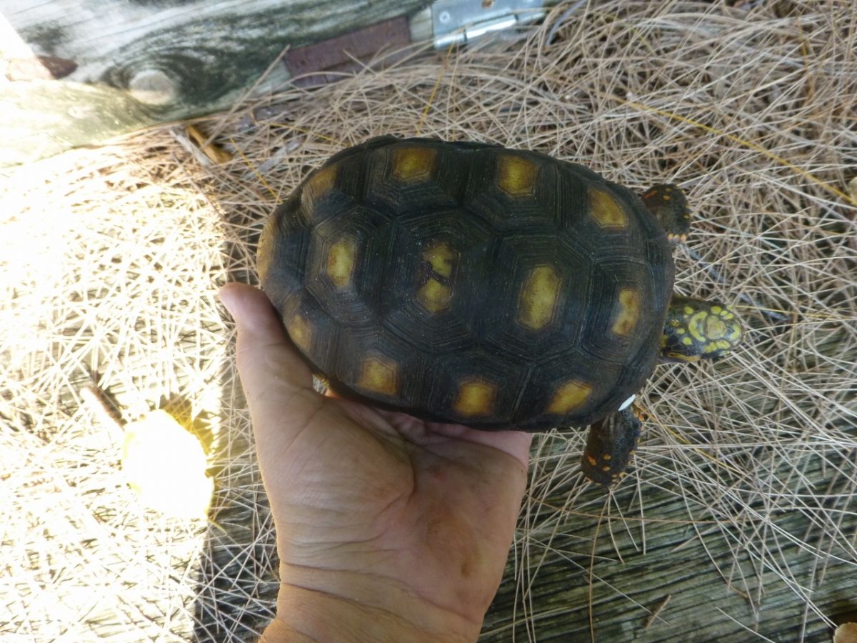 2-Red-Foot-Tortoise-Top.jpg