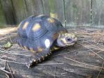 Red Foot - Florida Iguana & Tortoise Breeders