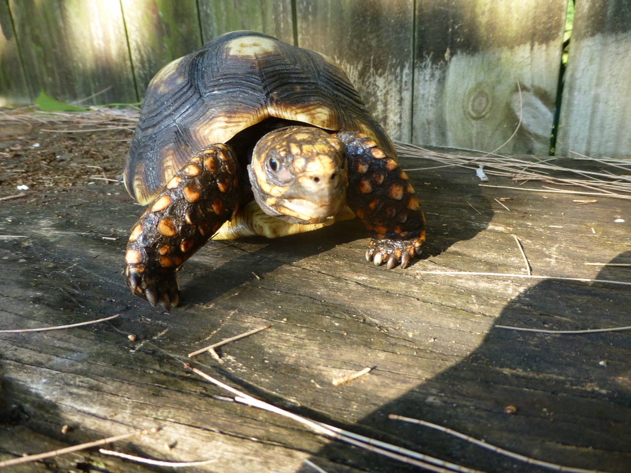 Florida Iguana & Tortoise Breeders