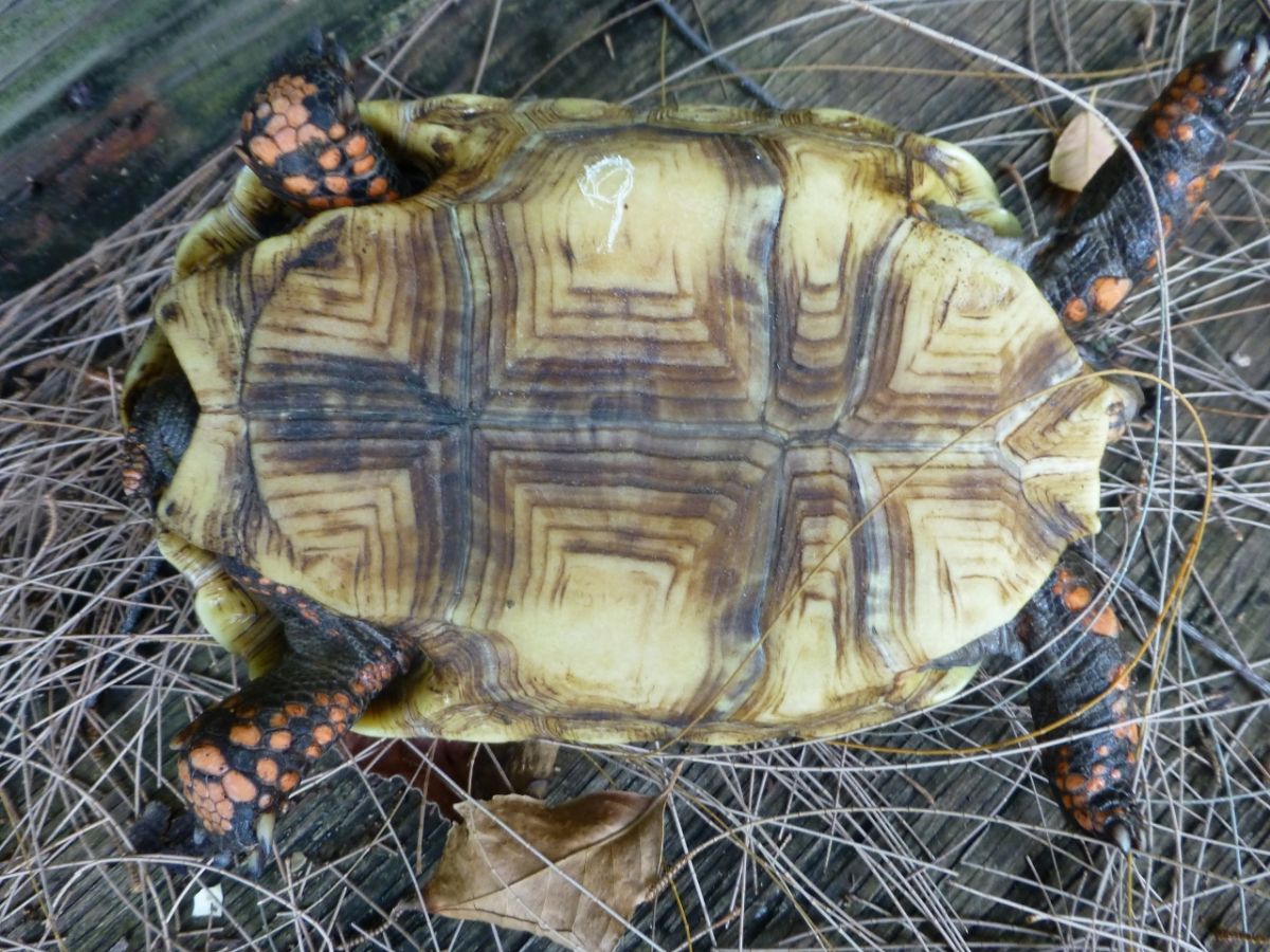 Florida Iguana & Tortoise Breeders