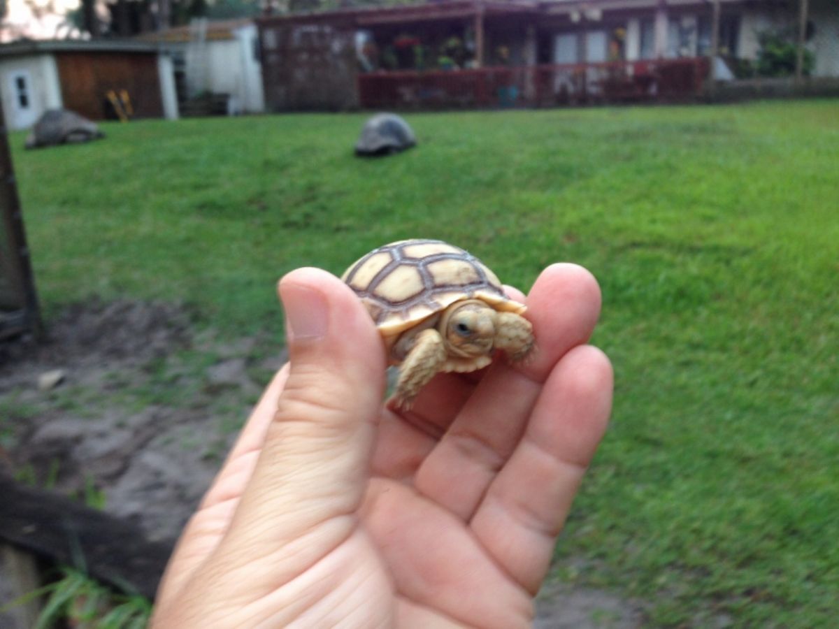 Florida Iguana & Tortoise Breeders