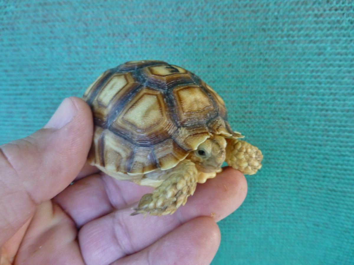 10213/Albino-Ivory-Sulcata-Female-3inchesb.jpg